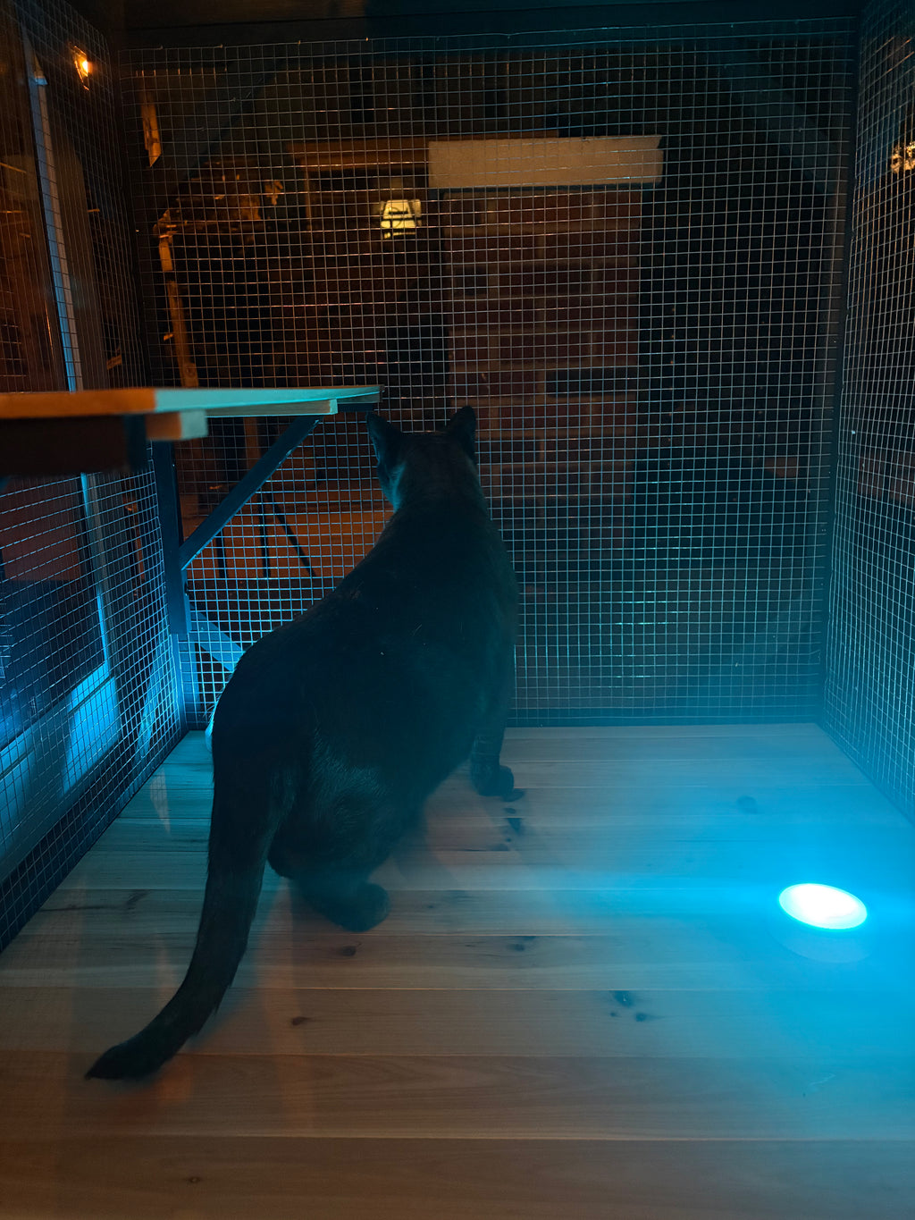 Safe Outdoor Fun for Indoor Cats - Cat Catio Enclosure