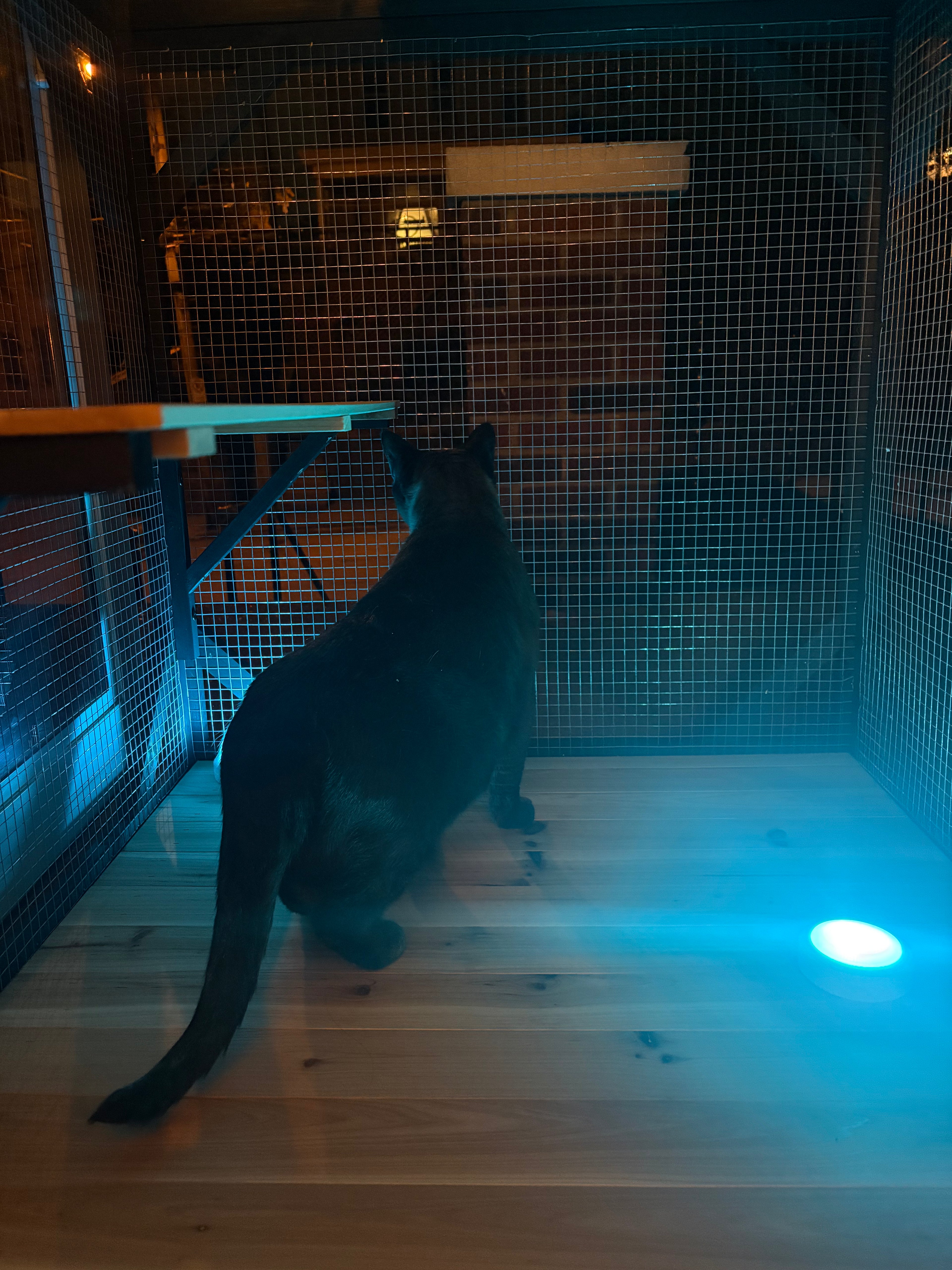 Safe Outdoor Fun for Indoor Cats - Cat Catio Enclosure