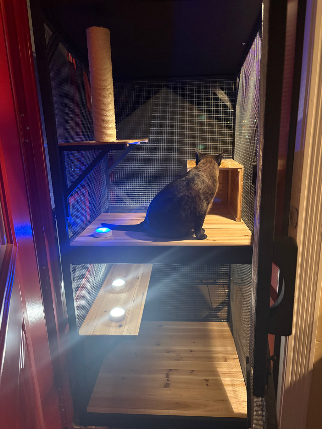 Safe Outdoor Fun for Indoor Cats - Cat Catio Enclosure